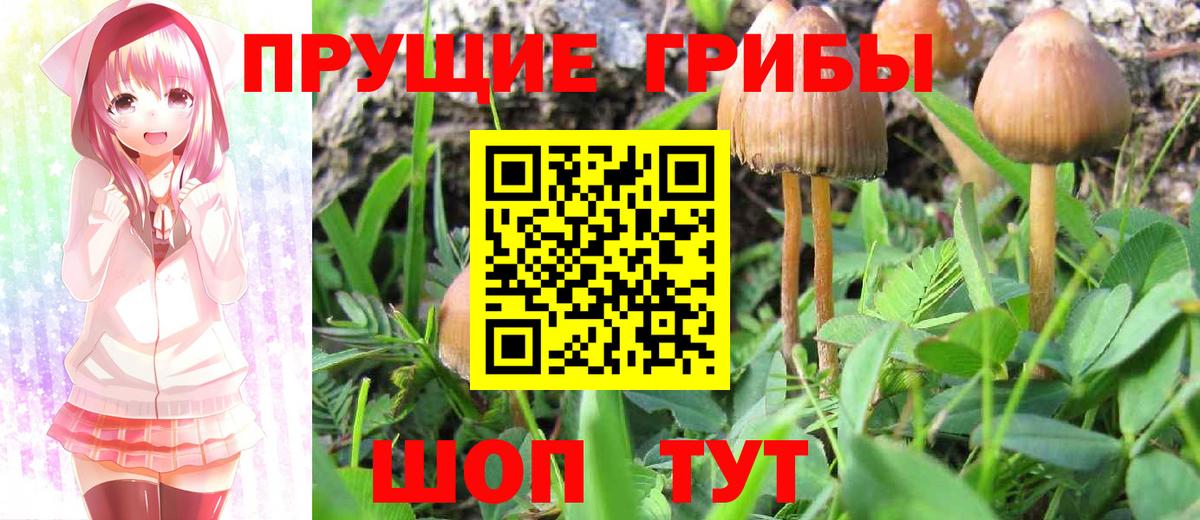 Псилоцибиновые грибы мицелий Электросталь